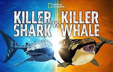 Rivalen: Haie vs. Orcas
