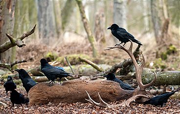 Unsere Wälder