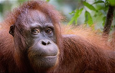 Orang-Utans - Die unbekannten Menschenaffen