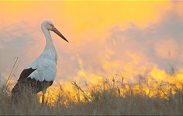Serengeti - Wilde Geschichten aus der Savanne