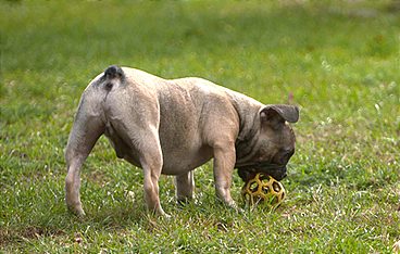 Die Tierärzte - Retter mit Herz