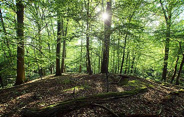 Unsere Wälder