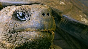 „Der ungezähmte Planet“ auf den Galapagos-Inseln