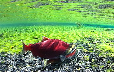 Der Superfisch - Wie der Lachs die Welt bewegt