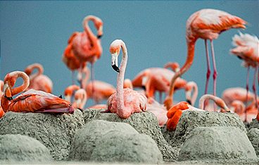 Mexikos magische Tierwanderungen