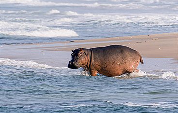 Surfing Hippos - Der Strand der Dschungeltiere