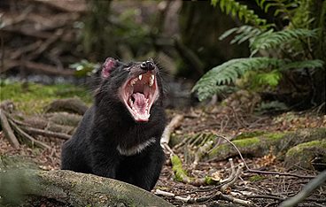 Tasmaniens wundersame Tierwelt
