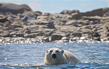 Die Reise der Eisbären