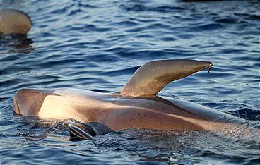 Pelagos - Welt der Wale