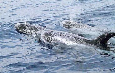 Pelagos - Welt der Wale