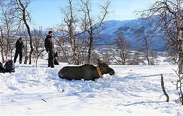 Skandinaviens versteckte Paradiese