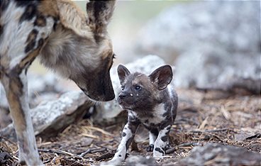 Tierisch gute Eltern