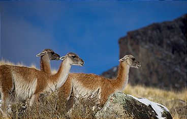 Wildes Patagonien