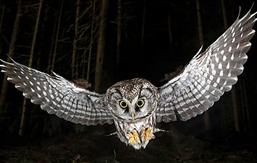 Die Nacht erwacht! Über Leben im Wald
