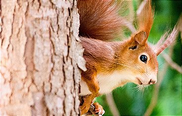 Die verrückte Welt der Hörnchen