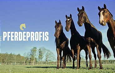 Die Pferdeprofis